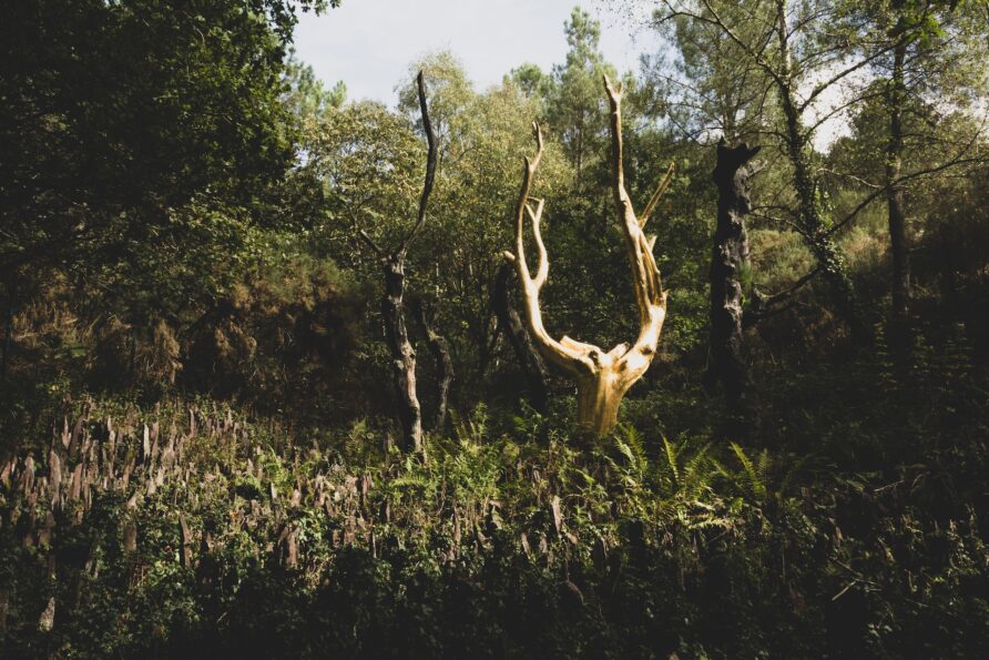 Paimpont et Brocéliande